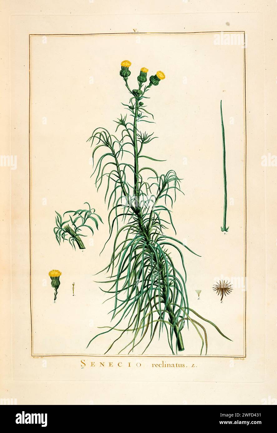 Senecio reclinatus Hand Painted by Pierre-Joseph Redouté in 1784 Senecio is a genus of flowering plants in the daisy family that includes ragworts and groundsels. Variously circumscribed taxonomically, the genus Senecio is one of the largest genera of flowering plants. Stock Photo