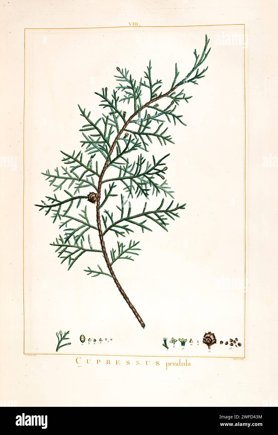 Callitropsis nootkatensis, (here as Cupressus pendula) formerly known as Cupressus nootkatensis ( syn. Xanthocyparis nootkatensis, Chamaecyparis nootkatensis ), is a species of tree in the cypress family native to the coastal regions of northwestern North America. Hand Painted by Pierre-Joseph Redouté in 1784 Stock Photo