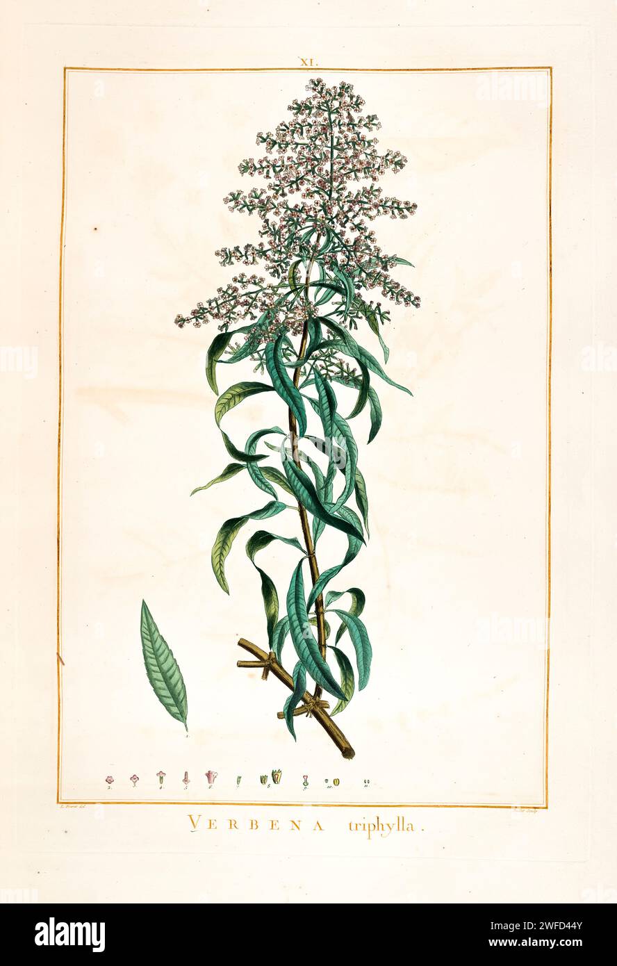 Aloysia citrodora, lemon verbena, here as Verbena triphylla is a species of flowering plant in the verbena family Verbenaceae, native to South America. Other common names include lemon beebrush. It was brought to Europe by the Spanish and the Portuguese in the 17th century and cultivated for its oil. Hand Painted by Pierre-Joseph Redouté in 1784 Stock Photo