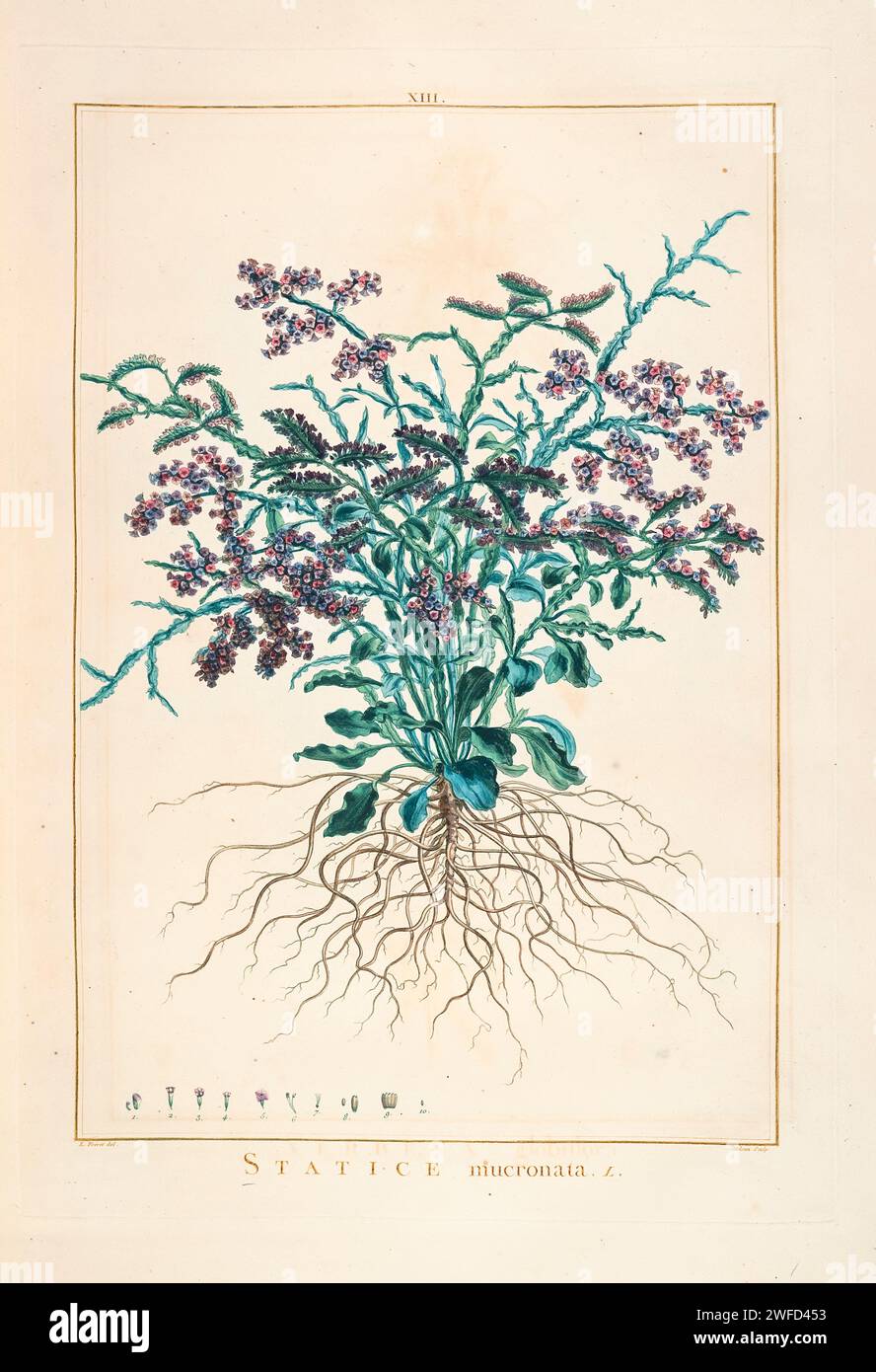 Statice mucronata Hand Painted by Pierre-Joseph Redouté in 1784 Stock Photo