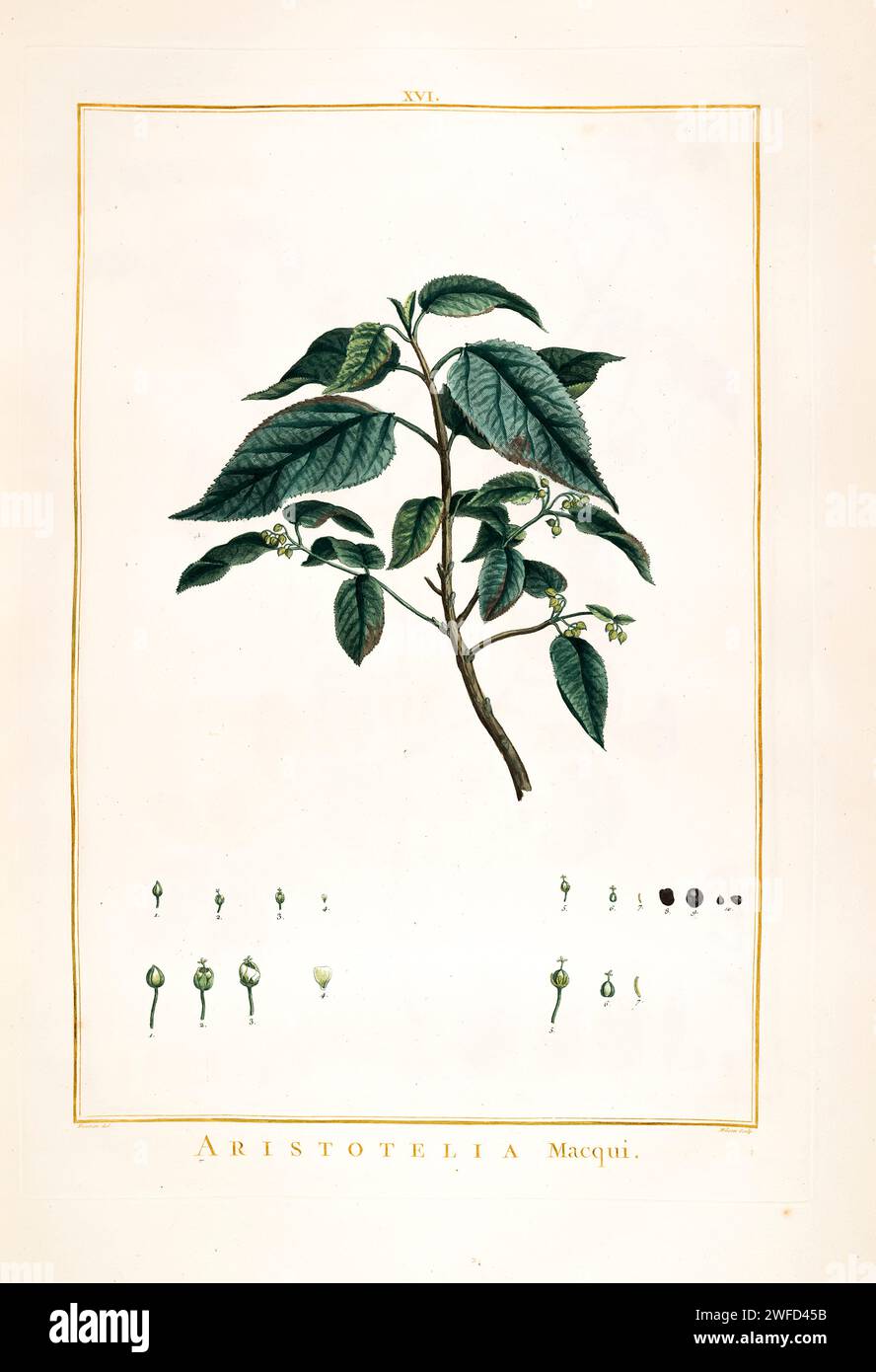 Aristotelia chilensis, here as Aristotelia macqui known as maqui or Chilean wineberry, is a tree species in the Elaeocarpaceae family native to South America in the Valdivian temperate forests of Chile and adjacent regions of southern Argentina. Hand Painted by Pierre-Joseph Redouté in 1784 Stock Photo