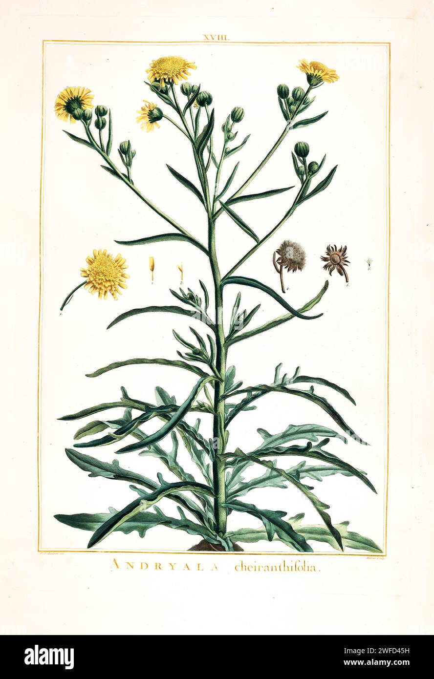 Andryala Cheiranthifolia syn Andryala integrifolia, also known as common Andryala, is a species of flowering plant in the family Asteraceae. Hand Painted by Pierre-Joseph Redouté in 1784 Stock Photo