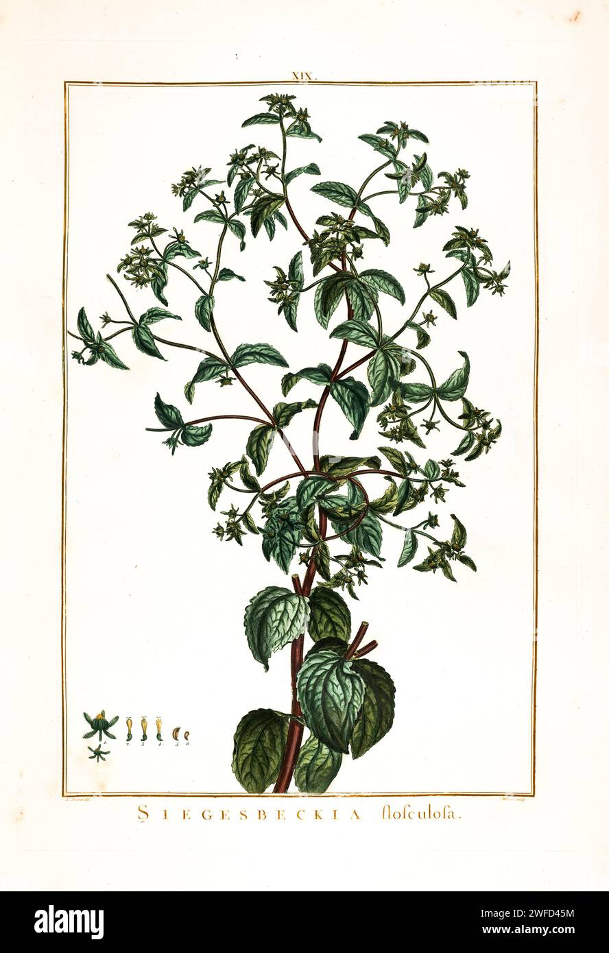 Sigesbeckia is a genus of annual plants in the family Asteraceae. St. Paul's wort is a common name for some of the species. Sigesbeckia is widely distributed and has been traditionally used for the management of chronic diseases, including arthritis. Hand Painted by Pierre-Joseph Redouté in 1784 Stock Photo