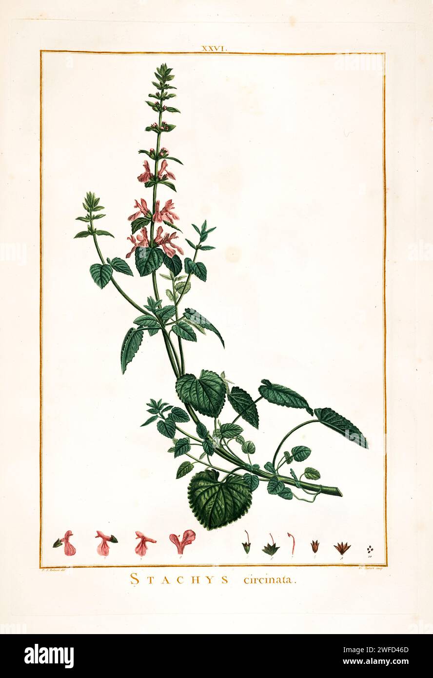 Stachys circinata (also called Round-leaved Hedge-nettle, among many other common names) is a perennial herbaceous plant native to the Mediterranean region. It has a woody base and narrow, linear leaves. It typically grows in dry, rocky habitats. Hand Painted by Pierre-Joseph Redouté in 1784 Stock Photo