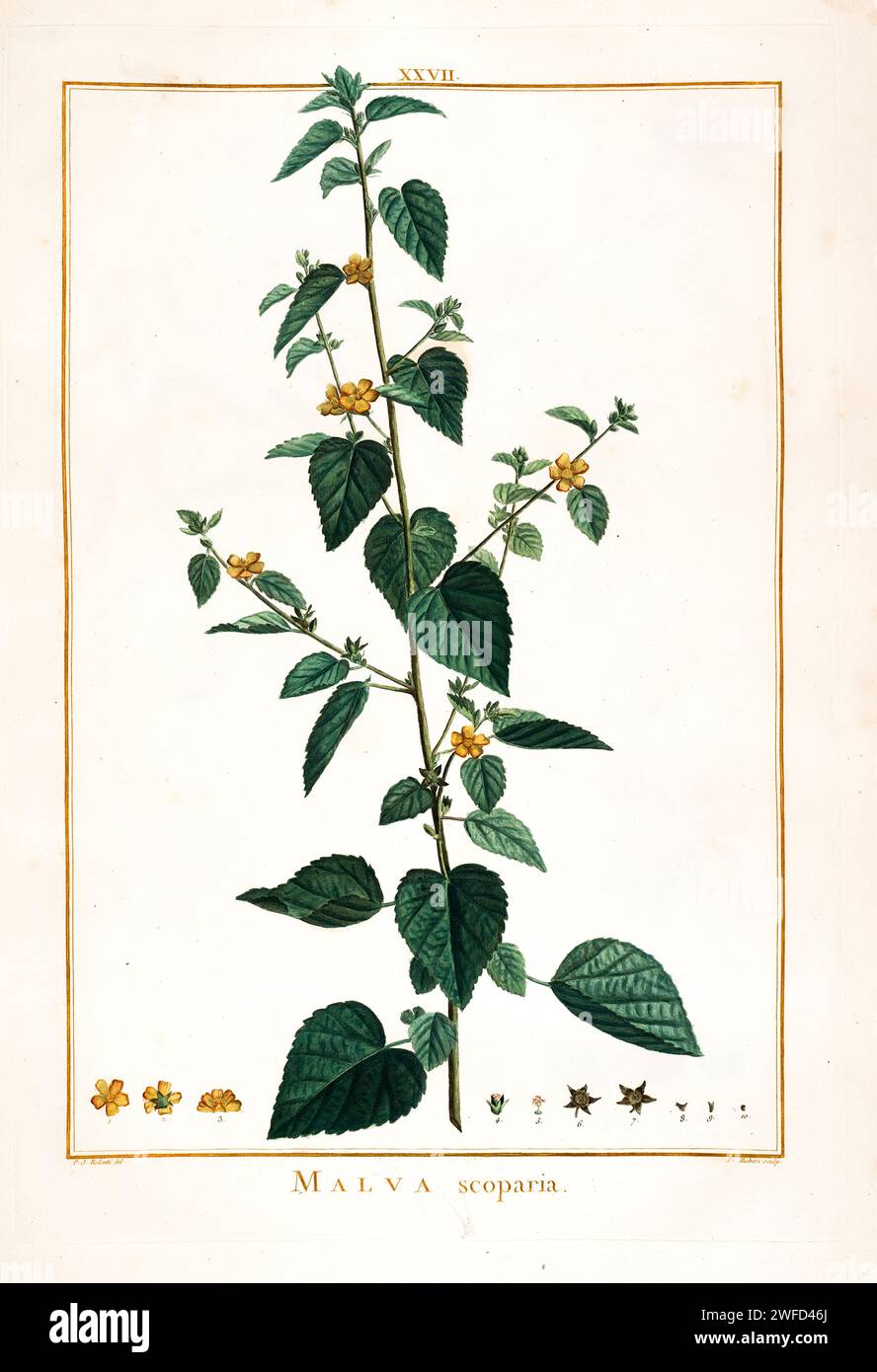 Malva scoparia, Hand Painted by Pierre-Joseph Redouté in 1784 Stock Photo
