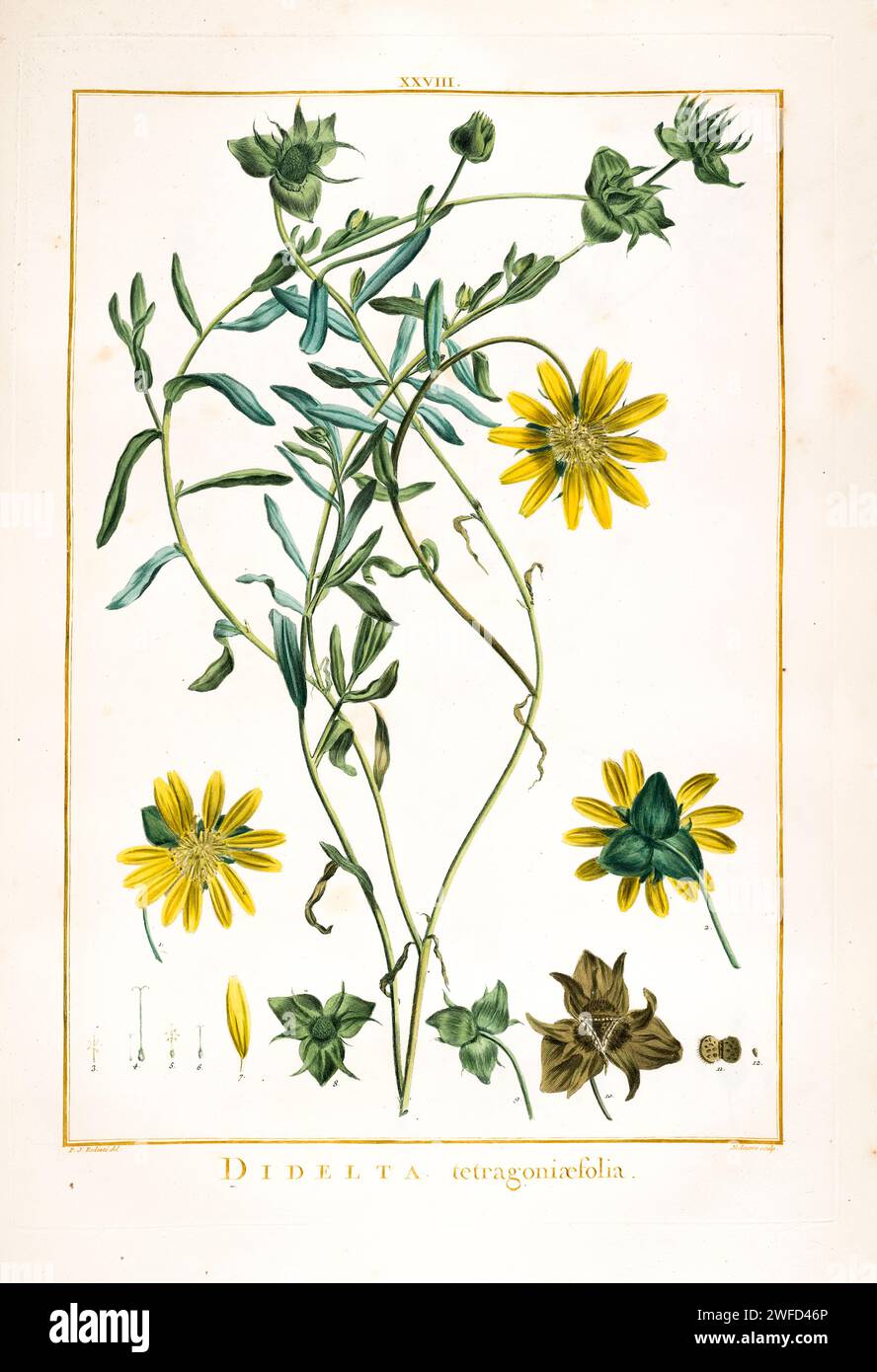 Didelta tetragoniaefolia (synonym of Didelta carnosa), an image created by by Pierre-Joseph Redouté that was published in Stirpes Novae aut Minus Cognitae (1784) by Charles Louis L'Héritier de Brutelle. Stock Photo