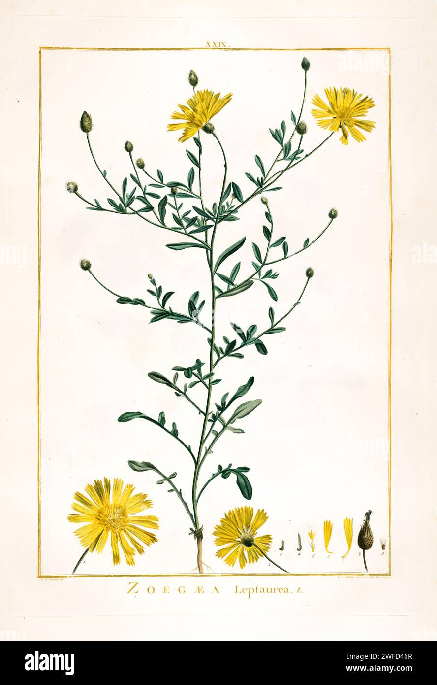 Hand Painted by Pierre-Joseph Redouté and published in Stirpes Novae aut Minus Cognitae (1784) by Charles Louis L'Héritier de Brutelle. Stock Photo