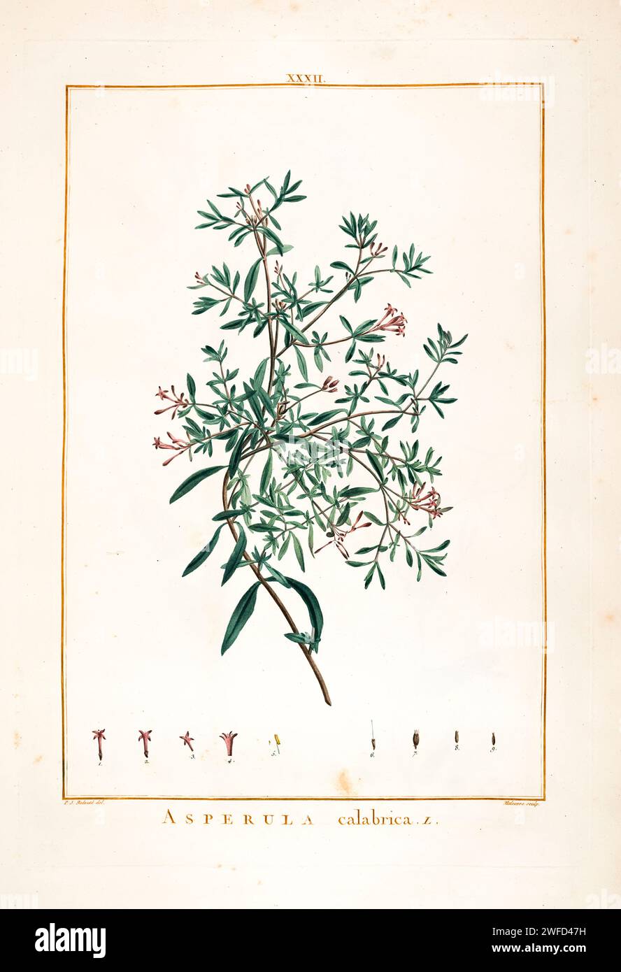 Asperula calabrica syn Plocama calabrica Hand Painted by Pierre-Joseph Redouté and published in Stirpes Novae aut Minus Cognitae (1784) by Charles Louis L'Héritier de Brutelle. Stock Photo