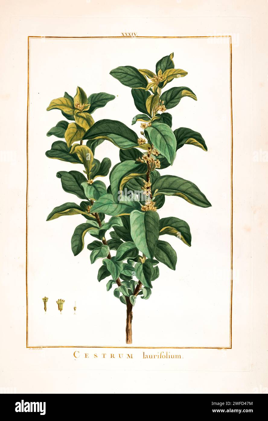 Cestrum laurifolium syn Cestrum diurnum Hand Painted by Pierre-Joseph Redouté and published in Stirpes Novae aut Minus Cognitae (1784) by Charles Louis L'Héritier de Brutelle. Cestrum is a genus of 150-250 species of flowering plants in the family Solanaceae. They are native to warm temperate to tropical regions of the Americas, Stock Photo