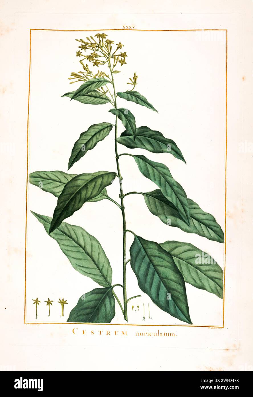 Cestrum auriculatum syn Cestrum aurantiacum Hand Painted by Pierre-Joseph Redouté and published in Stirpes Novae aut Minus Cognitae (1784) by Charles Louis L'Héritier de Brutelle. Cestrum is a genus of 150-250 species of flowering plants in the family Solanaceae. They are native to warm temperate to tropical regions of the Americas, Stock Photo