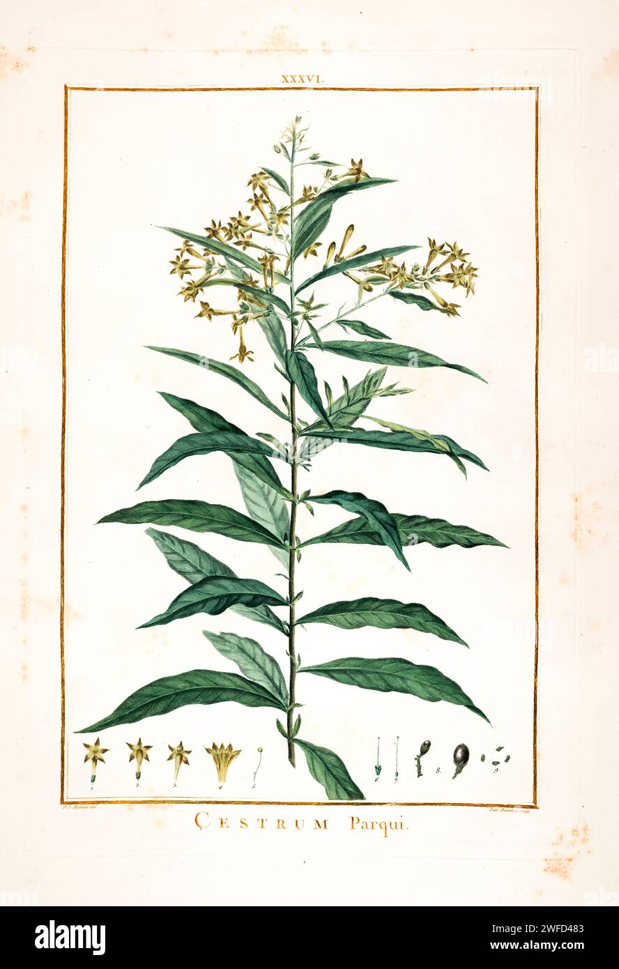 Cestrum parqui Hand Painted by Pierre-Joseph Redouté and published in Stirpes Novae aut Minus Cognitae (1784) by Charles Louis L'Héritier de Brutelle. Cestrum is a genus of 150-250 species of flowering plants in the family Solanaceae. They are native to warm temperate to tropical regions of the Americas, Stock Photo