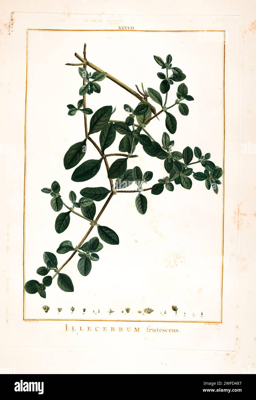 Illecebrum frutescens syn Alternanthera halimifolia Hand Painted by Pierre-Joseph Redouté and published in Stirpes Novae aut Minus Cognitae (1784) by Charles Louis L'Héritier de Brutelle. Stock Photo