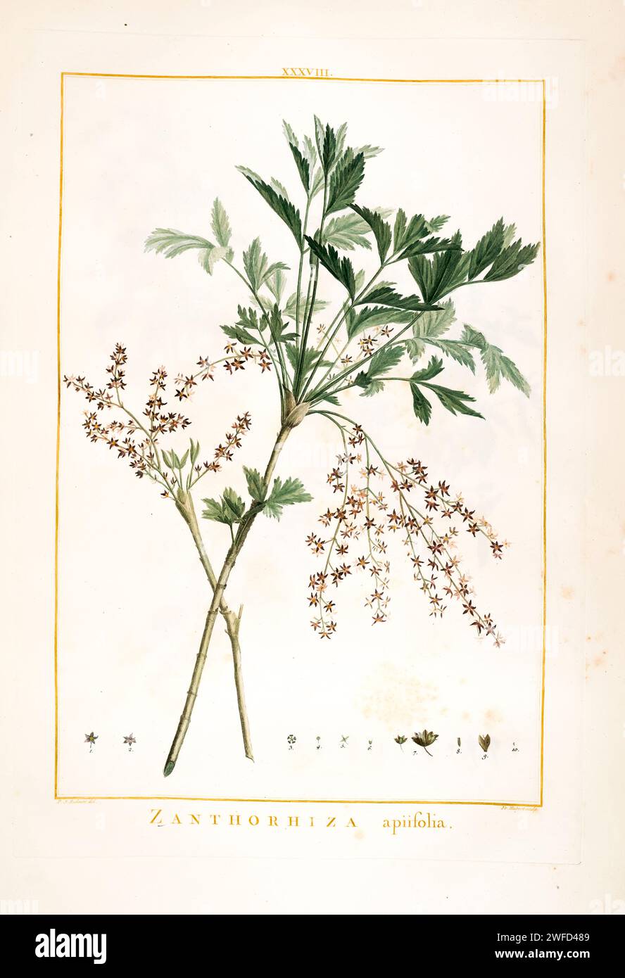 Xanthorhiza apiifolia [here as Zanthorhiza apiifolia] yellow root Shrubs Hand Painted by Pierre-Joseph Redouté and published in Stirpes Novae aut Minus Cognitae (1784) by Charles Louis L'Héritier de Brutelle. Stock Photo