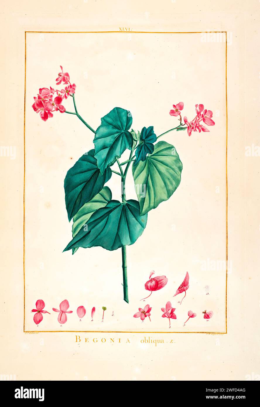 Begonia obliqua is the type species of the genus Begonia and the species to which Plumier first gave the name Begonia. It is native to Martinique, Dominica, and Guadeloupe. Hand Painted by Pierre-Joseph Redouté and published in Stirpes Novae aut Minus Cognitae (1784) by Charles Louis L'Héritier de Brutelle. Stock Photo