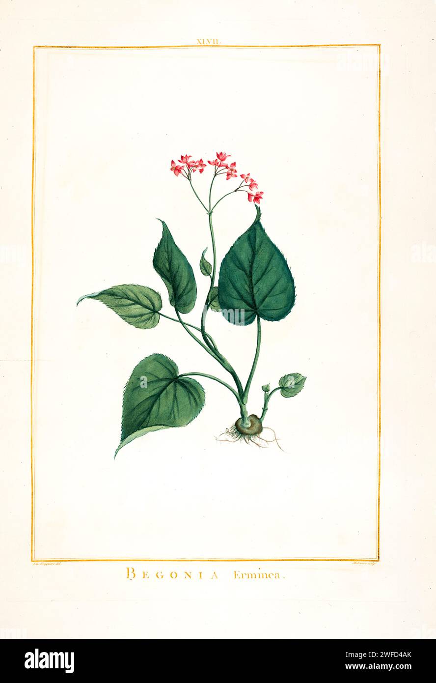 Begonia erminca Hand Painted by Pierre-Joseph Redouté and published in Stirpes Novae aut Minus Cognitae (1784) by Charles Louis L'Héritier de Brutelle. Stock Photo