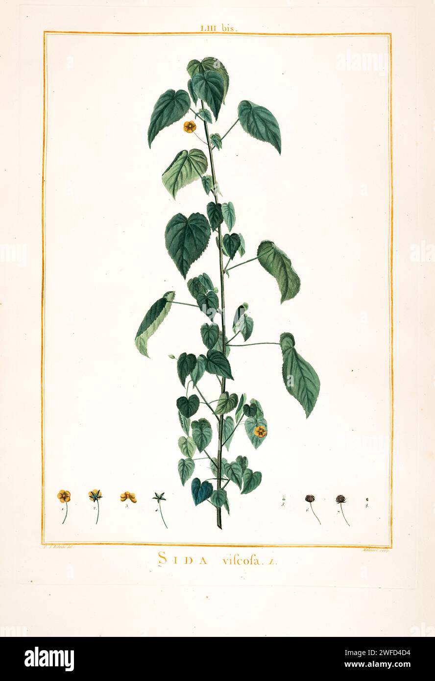 Sida viscosa syn Abutilon viscosum Hand Painted by Pierre-Joseph Redouté and published in Stirpes Novae aut Minus Cognitae (1784) by Charles Louis L'Héritier de Brutelle. Stock Photo