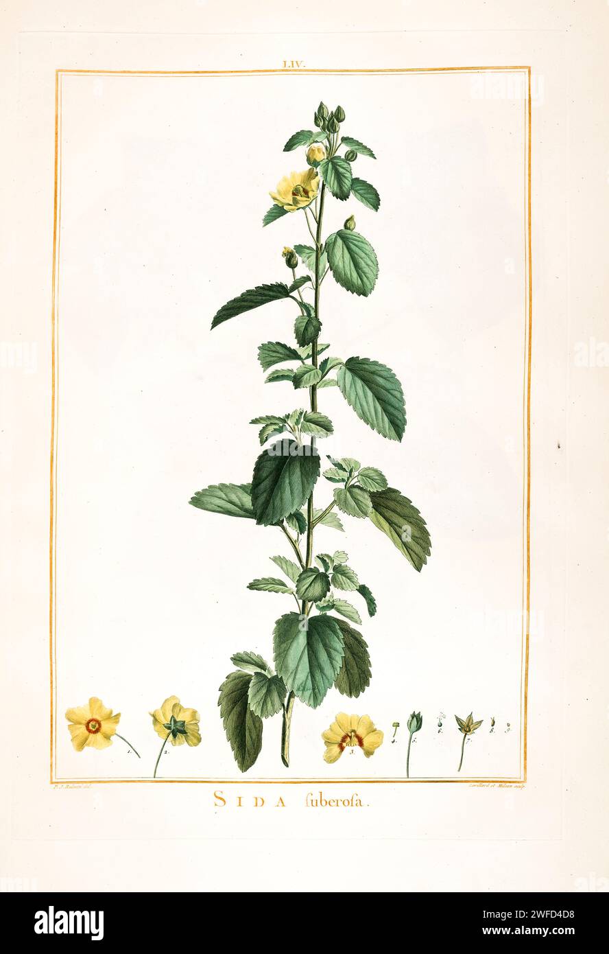 Sida suberosa syn Sida cordifolia subsp. maculata Hand Painted by Pierre-Joseph Redouté and published in Stirpes Novae aut Minus Cognitae (1784) by Charles Louis L'Héritier de Brutelle. Stock Photo