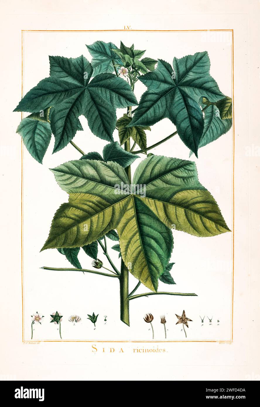 Sida ricinoides syn Sida palmata Hand Painted by Pierre-Joseph Redouté and published in Stirpes Novae aut Minus Cognitae (1784) by Charles Louis L'Héritier de Brutelle. Stock Photo