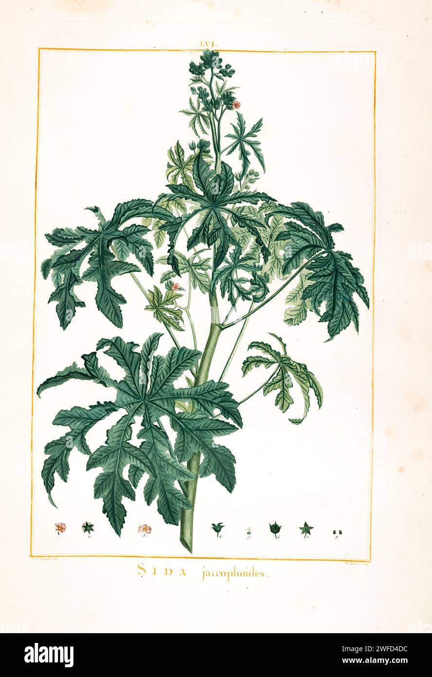 Sida jatrophoides Hand Painted by Pierre-Joseph Redouté and published in Stirpes Novae aut Minus Cognitae (1784) by Charles Louis L'Héritier de Brutelle. Stock Photo