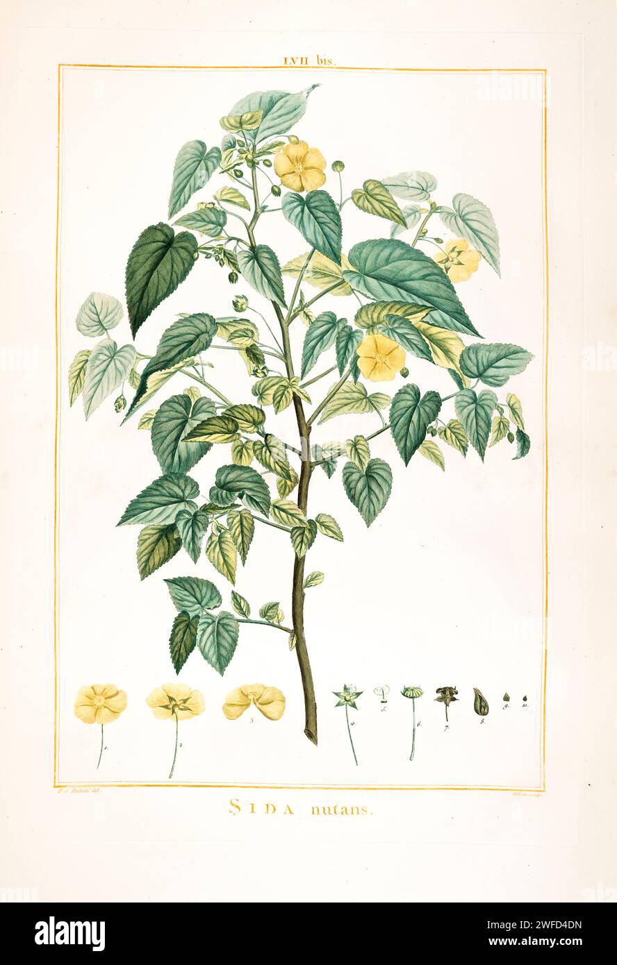 Sida nutans syn Gaya nutans Hand Painted by Pierre-Joseph Redouté and published in Stirpes Novae aut Minus Cognitae (1784) by Charles Louis L'Héritier de Brutelle. Gaya is a genus of flowering plants belonging to the family Malvaceae. It has been classed in the Malvoideae subfamily and the Malveae tribe. It is native to Tropical America with its greatest diversity in Brazil (up to 14 species). It is also found in the countries of Argentina, Bolivia, Colombia, Cuba, Dominican Republic, Ecuador, El Salvador, Guatemala, Guyana, Haiti, Honduras, Leeward Is., Mexico, Nicaragua, Paraguay, Peru, Urug Stock Photo