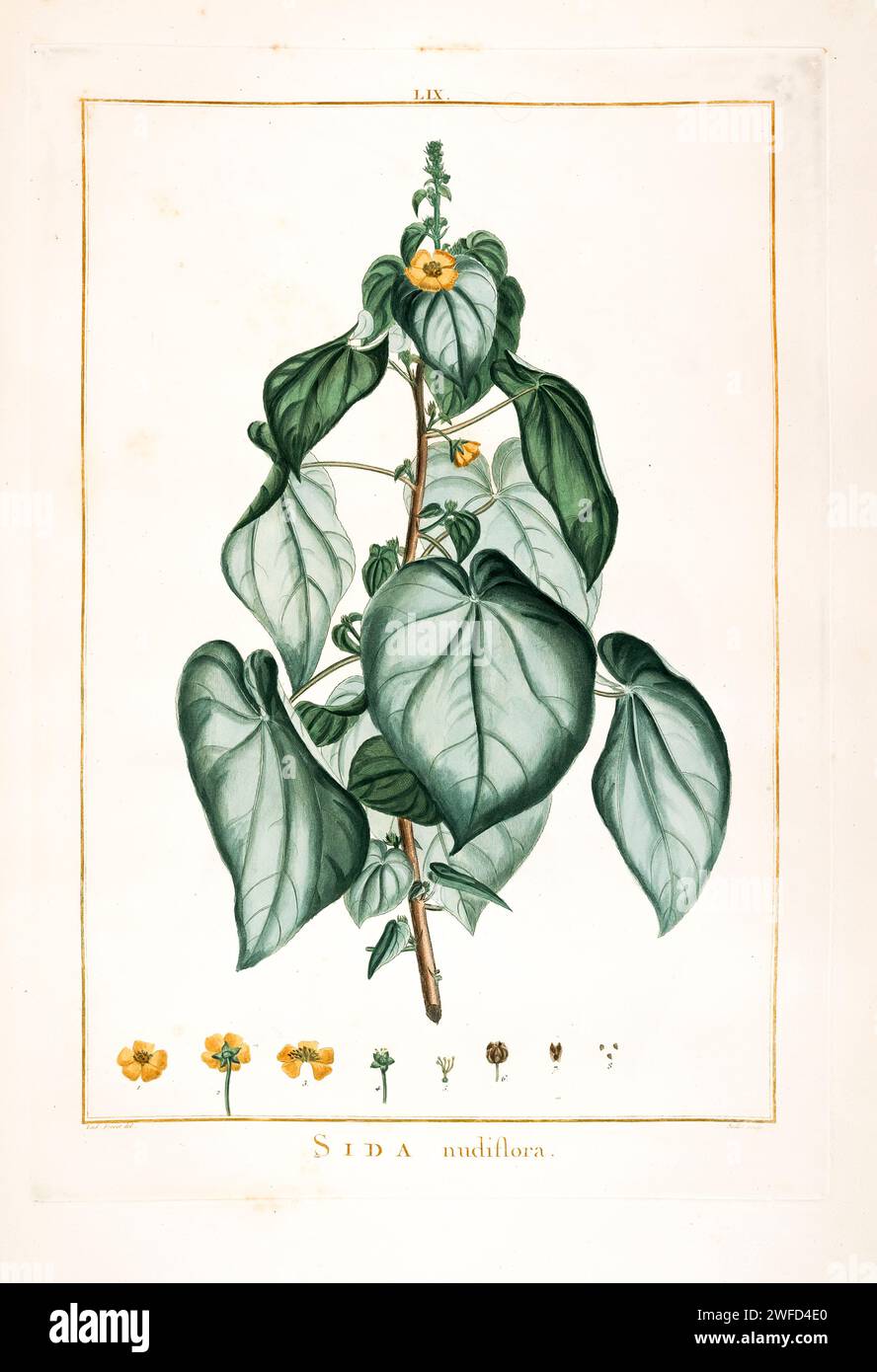 Sida nudiflora syn Wissadula stellata Hand Painted by Pierre-Joseph Redouté and published in Stirpes Novae aut Minus Cognitae (1784) by Charles Louis L'Héritier de Brutelle. Wissadula is a genus of flowering plants in the mallow family, Malvaceae. It contains 25 to 30 species of herbs and subshrubs that are mostly native to the Neotropics, with several in tropical Asia and Africa. Stock Photo