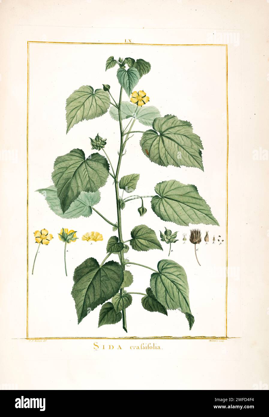 Sida crassifolia syn Abutilon abutiloides Hand Painted by Pierre-Joseph Redouté and published in Stirpes Novae aut Minus Cognitae (1784) by Charles Louis L'Héritier de Brutelle. Abutilon is a large genus of flowering plants in the mallow family, Malvaceae. It is distributed throughout the tropics and subtropics of the Americas, Africa, Asia, and Australia. General common names include Indian mallow and velvetleaf; ornamental varieties may be known as room maple, parlor maple, or flowering maple Stock Photo