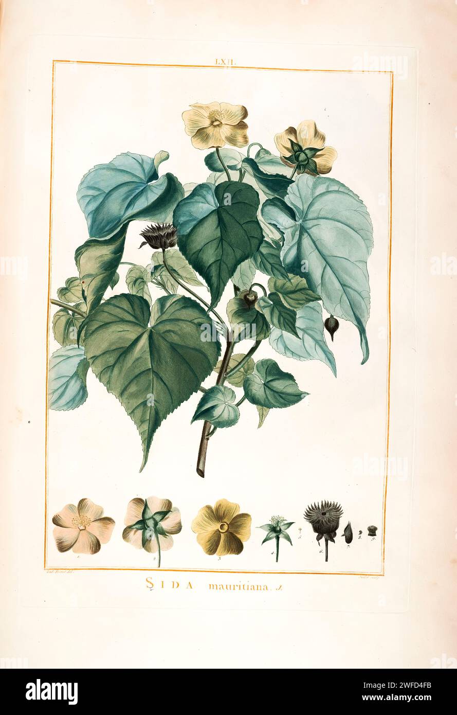 Sida mauritiana syn Abutilon mauritianum Hand Painted by Pierre-Joseph Redouté and published in Stirpes Novae aut Minus Cognitae (1784) by Charles Louis L'Héritier de Brutelle. Abutilon is a large genus of flowering plants in the mallow family, Malvaceae. It is distributed throughout the tropics and subtropics of the Americas, Africa, Asia, and Australia. General common names include Indian mallow and velvetleaf; ornamental varieties may be known as room maple, parlor maple, or flowering maple Stock Photo