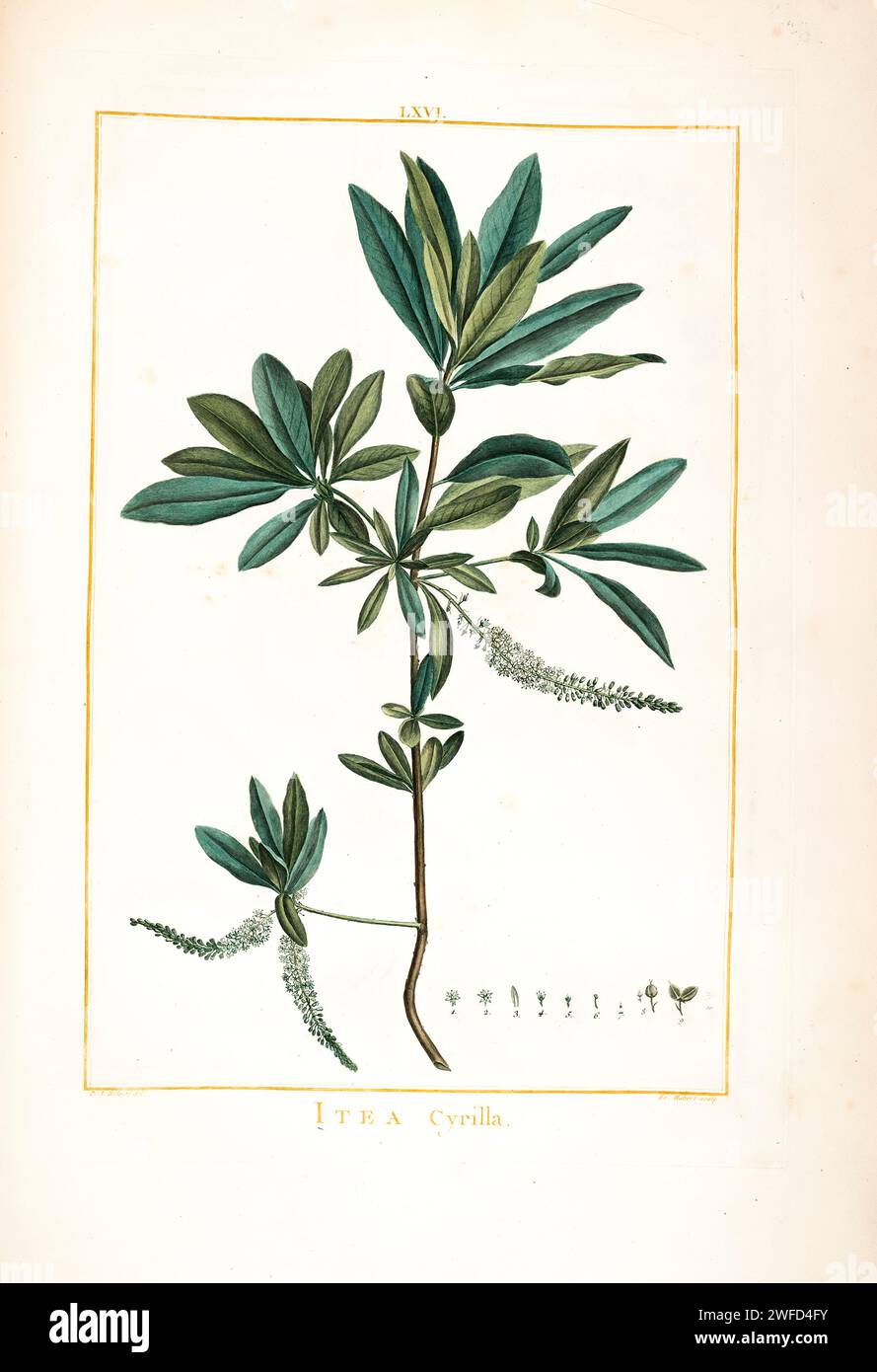 Itea cyrilla syn Cyrilla racemiflora Hand Painted by Pierre-Joseph Redouté and published in Stirpes Novae aut Minus Cognitae (1784) by Charles Louis L'Héritier de Brutelle. Cyrilla racemiflora, the sole species in the genus Cyrilla, is a flowering plant in the family Cyrillaceae, native to warm temperate to tropical regions of the Americas, from the southeastern United States south through the Caribbean, Mexico (Oaxaca only) and Central America to northern Brazil and Venezuela in South America. Common names include swamp cyrilla, swamp titi, palo colorado, red titi, black titi, white titi, lea Stock Photo