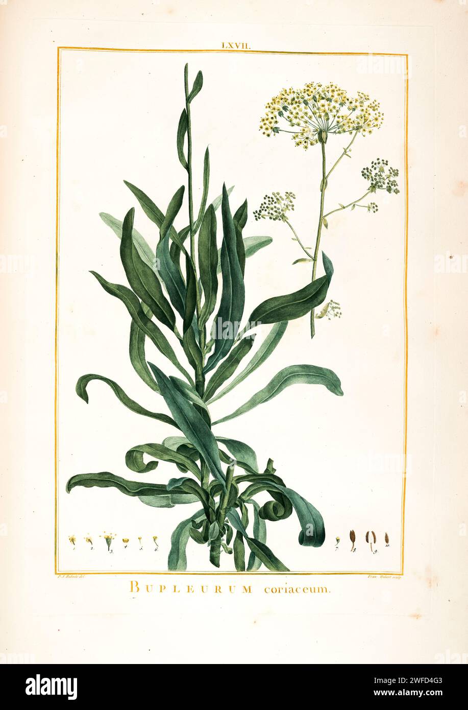 Bupleurum coriaceum syn Bupleurum gibraltaricum Hand Painted by Pierre-Joseph Redouté and published in Stirpes Novae aut Minus Cognitae (1784) by Charles Louis L'Héritier de Brutelle. Bupleurum is a large genus of annual or perennial herbs or woody shrubs, with about 190 species, belonging to the family Apiaceae Stock Photo