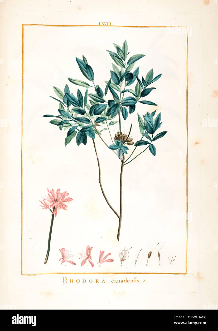 Rhododendron canadense here as Rhodora canadensis Hand Painted by Pierre-Joseph Redouté and published in Stirpes Novae aut Minus Cognitae (1784) by Charles Louis L'Héritier de Brutelle. Rhododendron canadense, the rhodora or Canada rosebay, is a deciduous flowering shrub that is native to northeastern North America Stock Photo