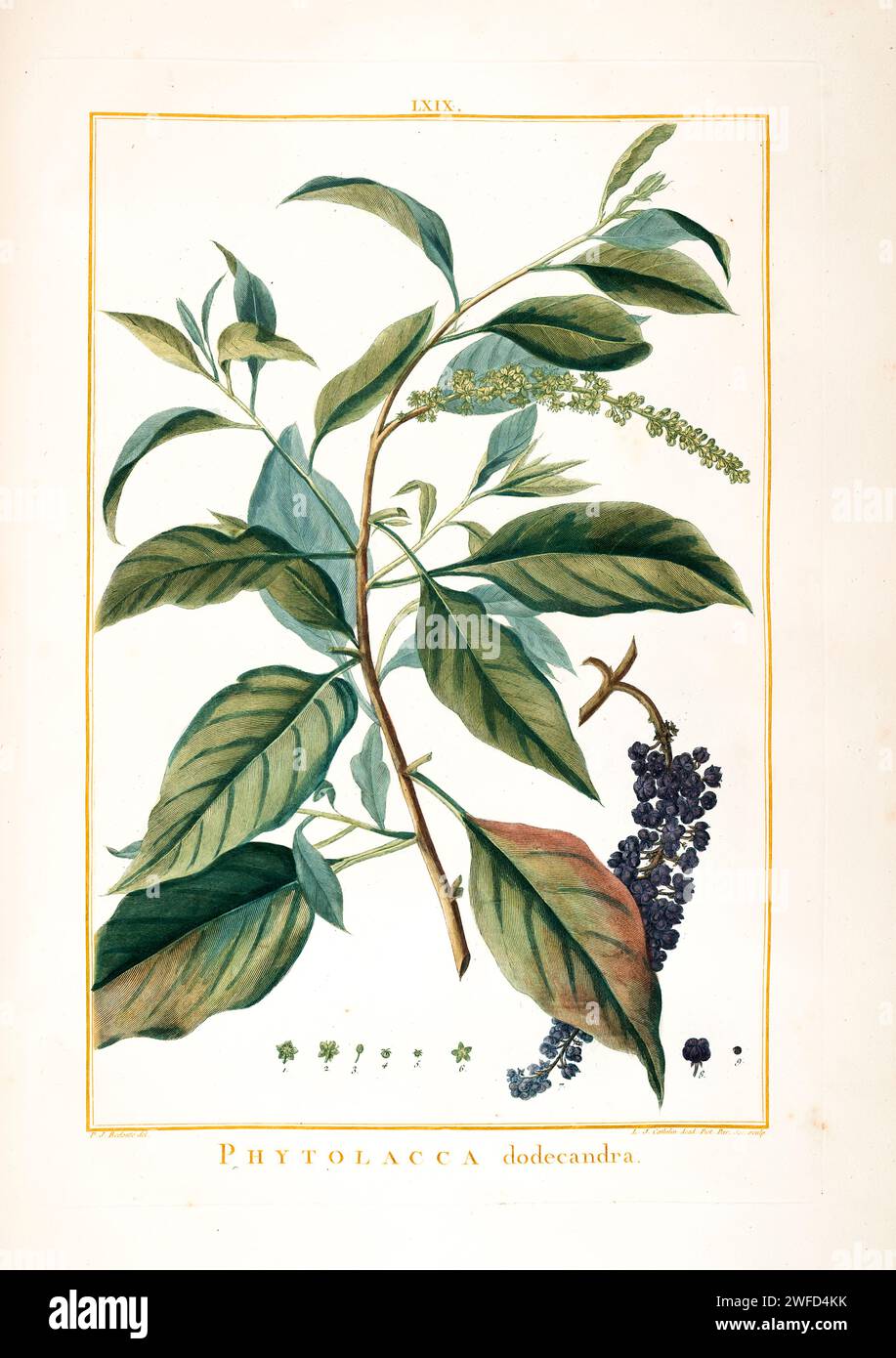 Phytolacca dodecandra Hand Painted by Pierre-Joseph Redouté and published in Stirpes Novae aut Minus Cognitae (1784) by Charles Louis L'Héritier de Brutelle. Phytolacca dodecandra, commonly known as endod, gopo berry, or African soapberry, is a trailing shrub or climber native to Tropical Africa, Southern Africa, and Madagascar. It is dioecious, with male and female flowers on separate plants. Morphologically, it is highly variable. Stock Photo