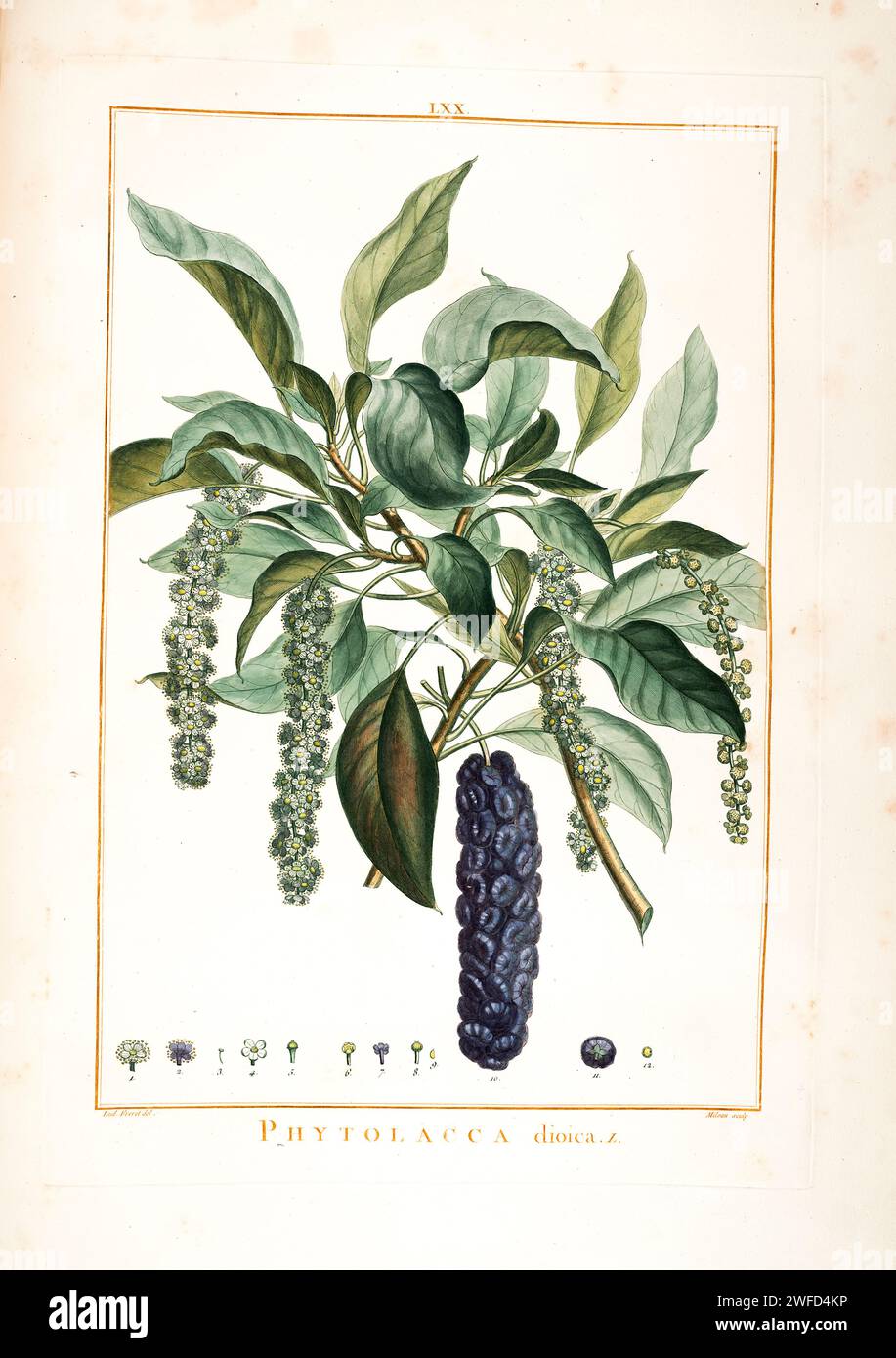 Phytolacca dioica, commonly known as ombú in Spanish and umbu in Portuguese, is a massive evergreen tree in the Pokeweed Family native to the Pampas of South America.Hand Painted by Pierre-Joseph Redouté and published in Stirpes Novae aut Minus Cognitae (1784) by Charles Louis L'Héritier de Brutelle. Stock Photo
