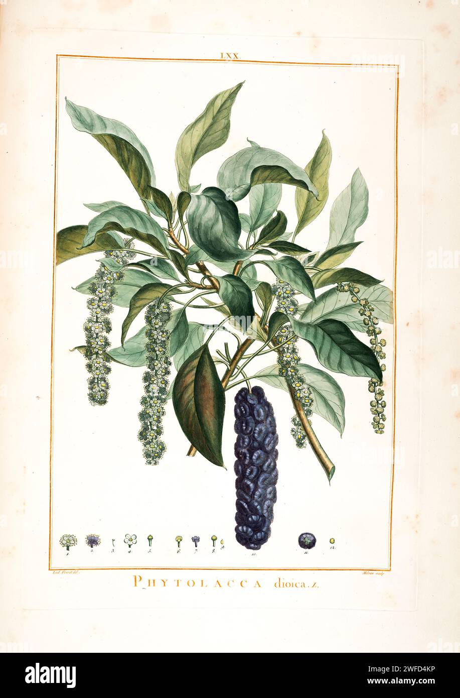 Family tree 18th century hi-res stock photography and images - Alamy