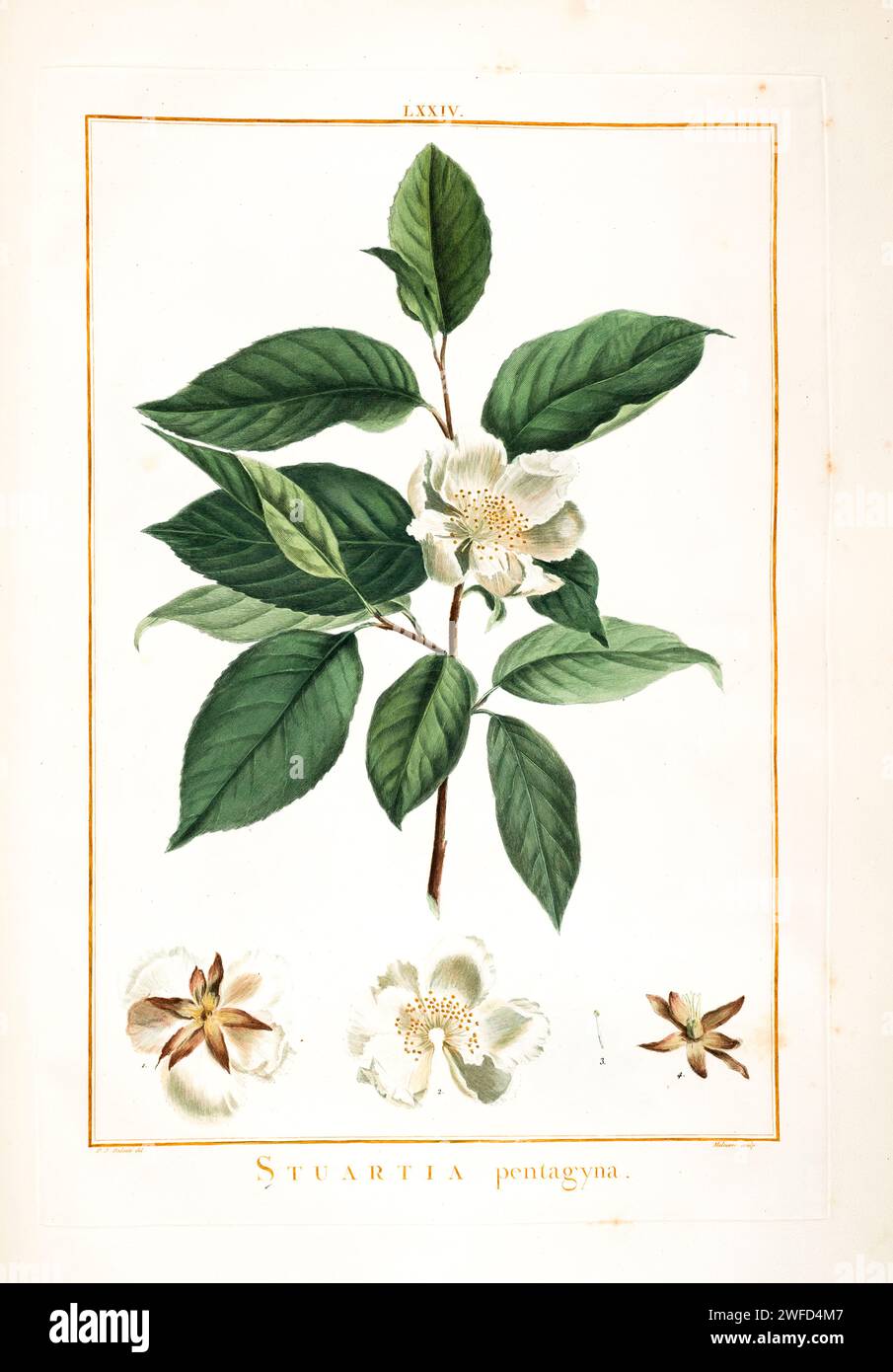 Stewartia ovata, here as Stuartia pentagyna known commonly as mountain camellia,[4] is a small tree native to low to mid-elevations in the southern Appalachian Mountains and nearby regions from Mississippi to Virginia. It is a member of the Theaceae, the tea family. Hand Painted by Pierre-Joseph Redouté and published in Stirpes Novae aut Minus Cognitae (1784) by Charles Louis L'Héritier de Brutelle. Stock Photo
