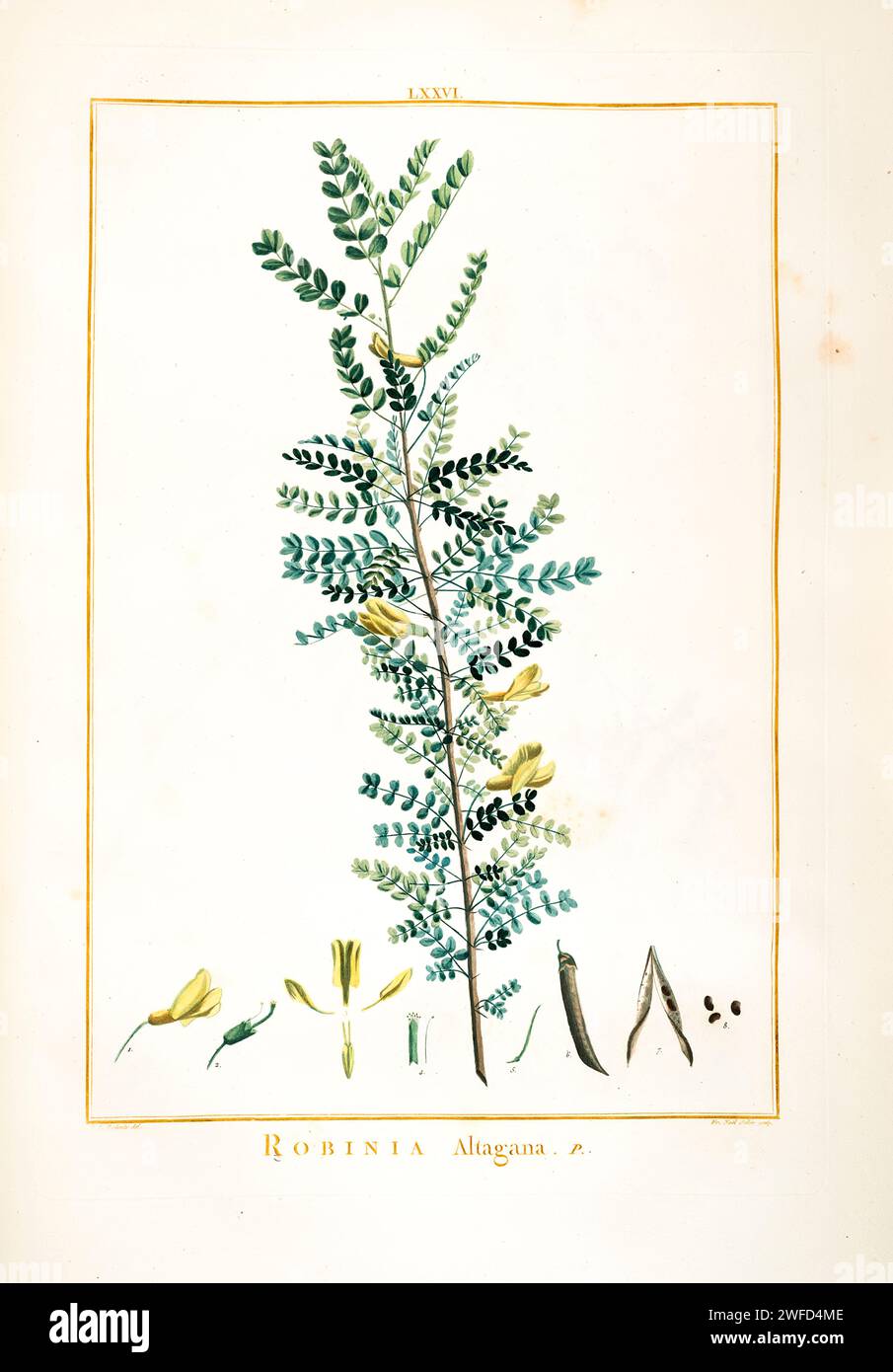 Robinia altagana syn Caragana arborescens Hand Painted by Pierre-Joseph Redouté and published in Stirpes Novae aut Minus Cognitae (1784) by Charles Louis L'Héritier de Brutelle. Caragana arborescens, the Siberian peashrub, Siberian pea-tree, or caragana, is a species of legume native to Siberia and parts of China and neighboring Mongolia and Kazakhstan. It was taken to the United States by Eurasian immigrants, who used it as a food source while travelling west. Stock Photo