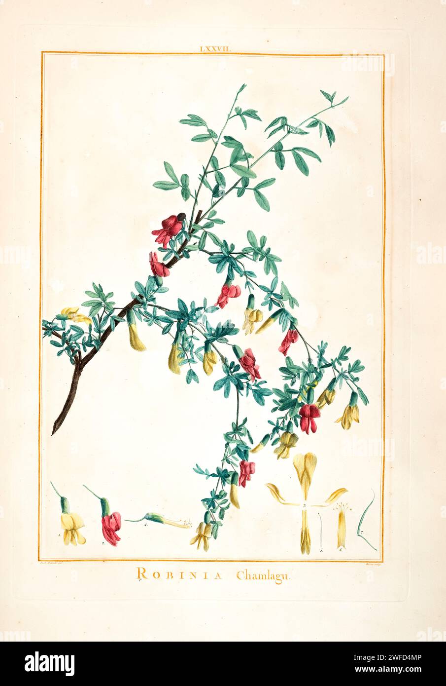 Robinia chamlagu syn Caragana sinica Hand Painted by Pierre-Joseph Redouté and published in Stirpes Novae aut Minus Cognitae (1784) by Charles Louis L'Héritier de Brutelle. Caragana sinica is a species belonging to the genus Caragana. Caragana sinica is known to produce the stilbenoid trimers α-viniferin, showing acetylcholinesterase inhibitory activity, and miyabenol C, a protein kinase C inhibitor and two stilbene tetramers kobophenol A, and carasinol B. Stock Photo