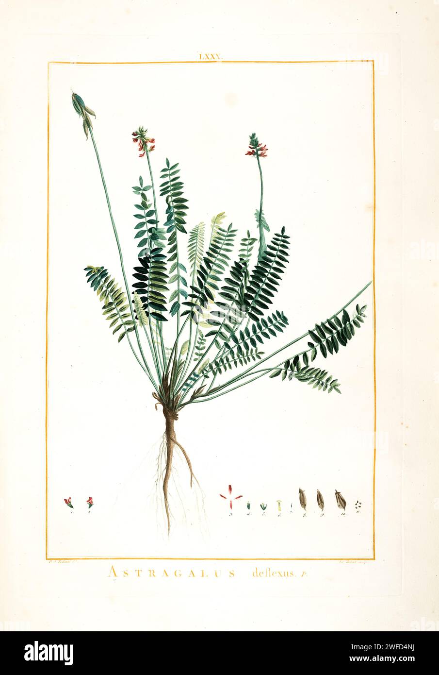 Astragalus deflexus syn Oxytropis deflexa Hand Painted by Pierre-Joseph Redouté and published in Stirpes Novae aut Minus Cognitae (1784) by Charles Louis L'Héritier de Brutelle. Stock Photo