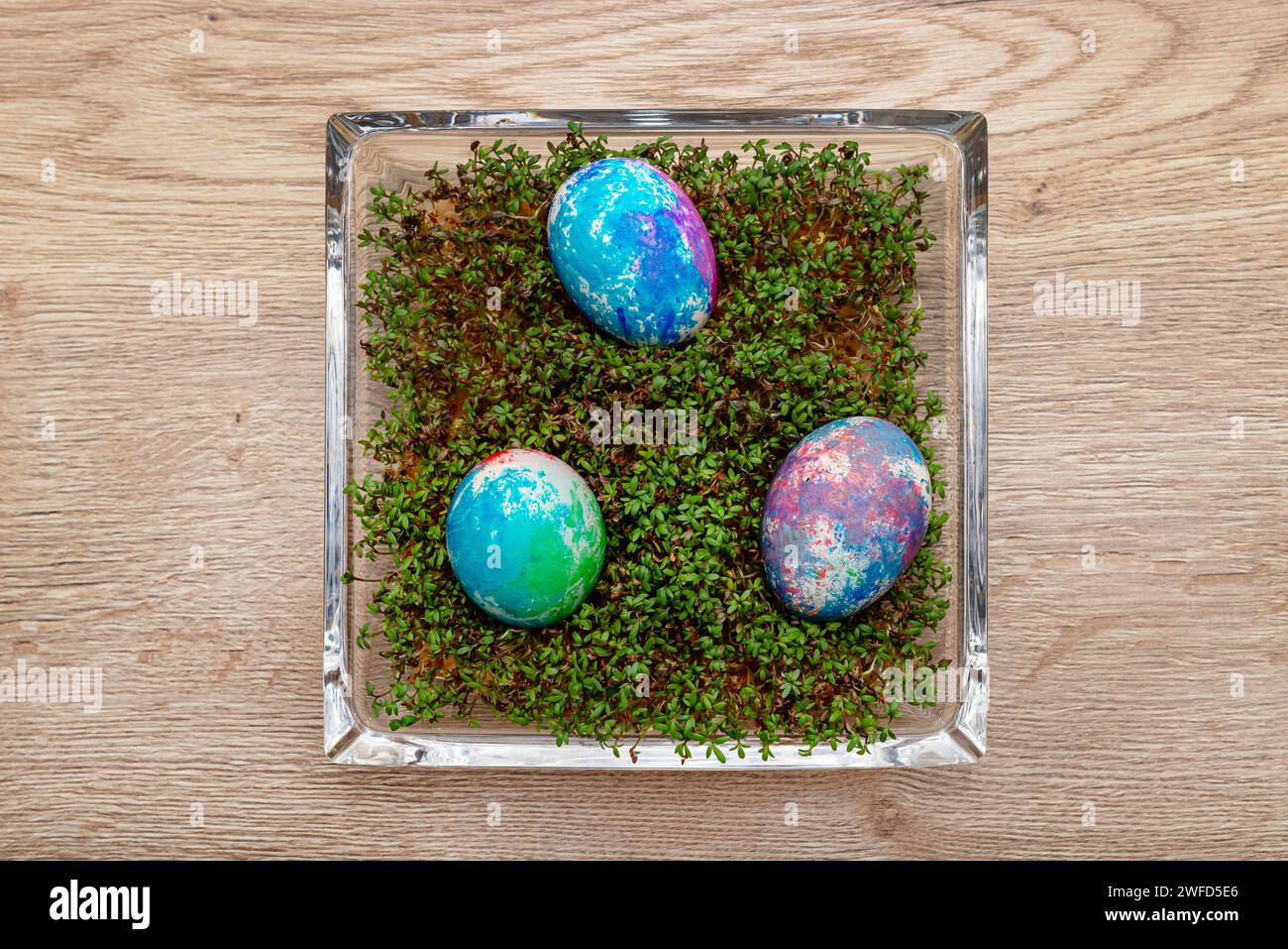 Freshly grown cress grows in a glass square bowl, colored eggs visible. Stock Photo
