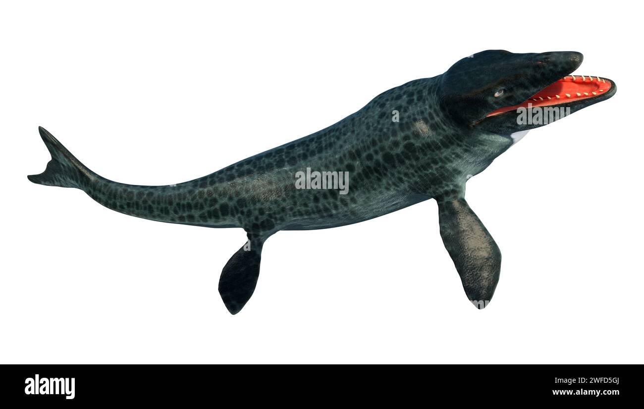 3D rendering of a large marine extinct reptile Mosasaur isolated on ...