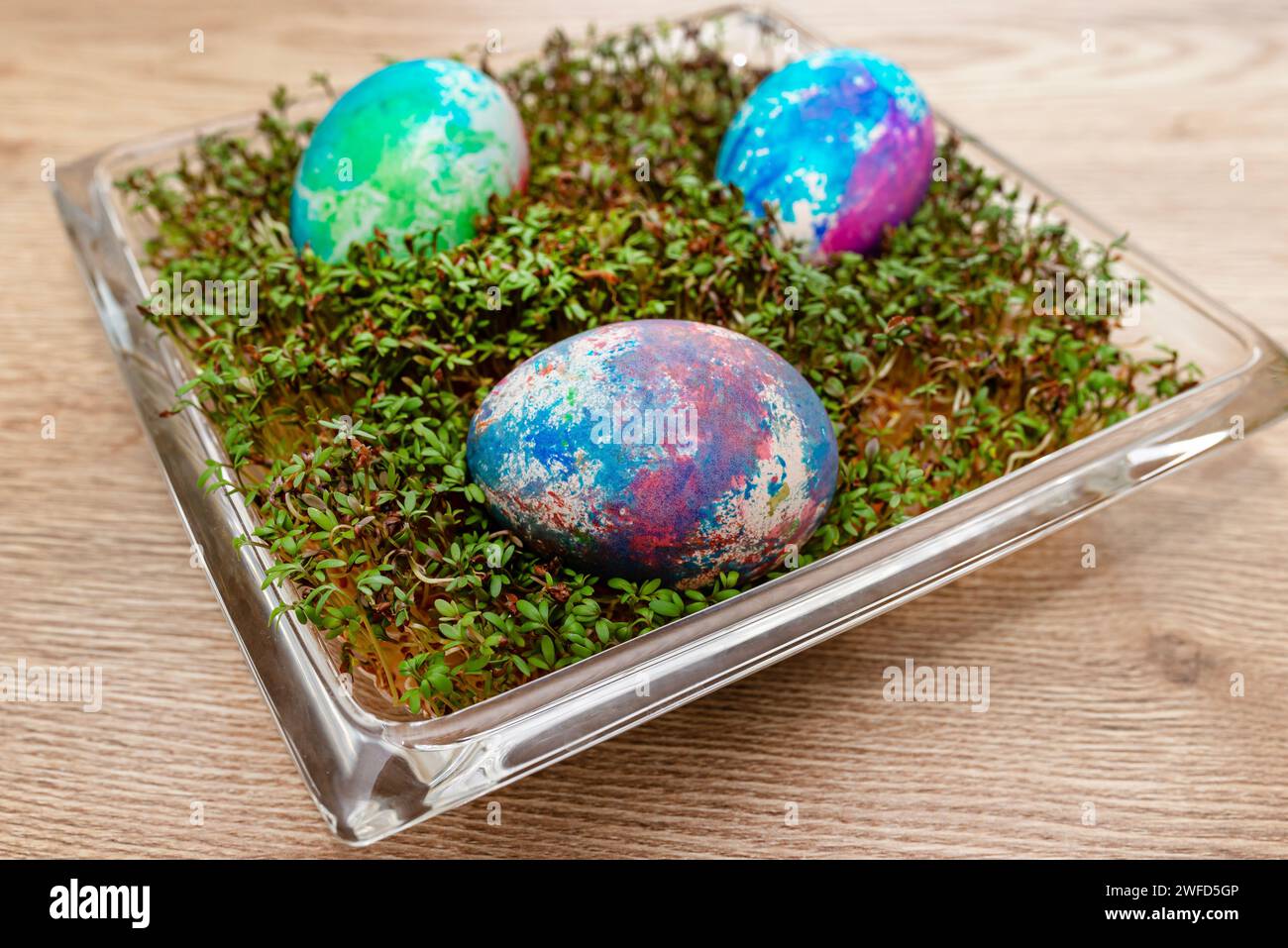 Freshly grown cress grows in a glass square bowl, colored eggs visible. Stock Photo