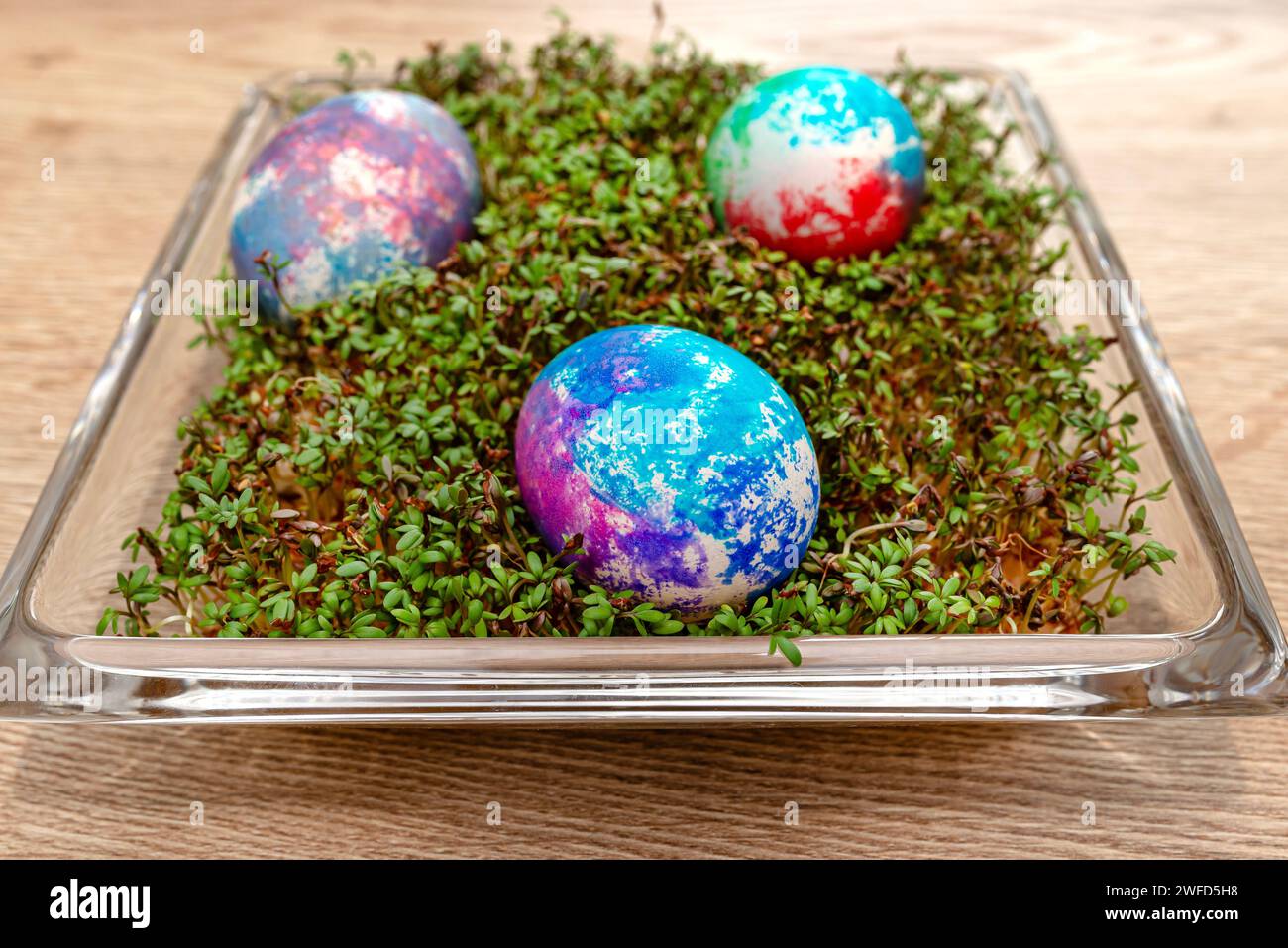 Freshly grown cress grows in a glass square bowl, colored eggs visible. Stock Photo
