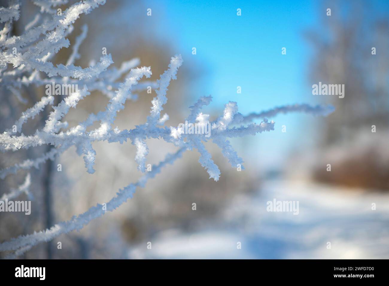 Close up frozen tree sunlight hi-res stock photography and images - Alamy