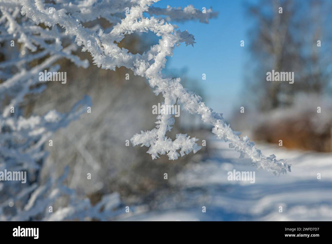 Close up frozen tree sunlight hi-res stock photography and images - Alamy