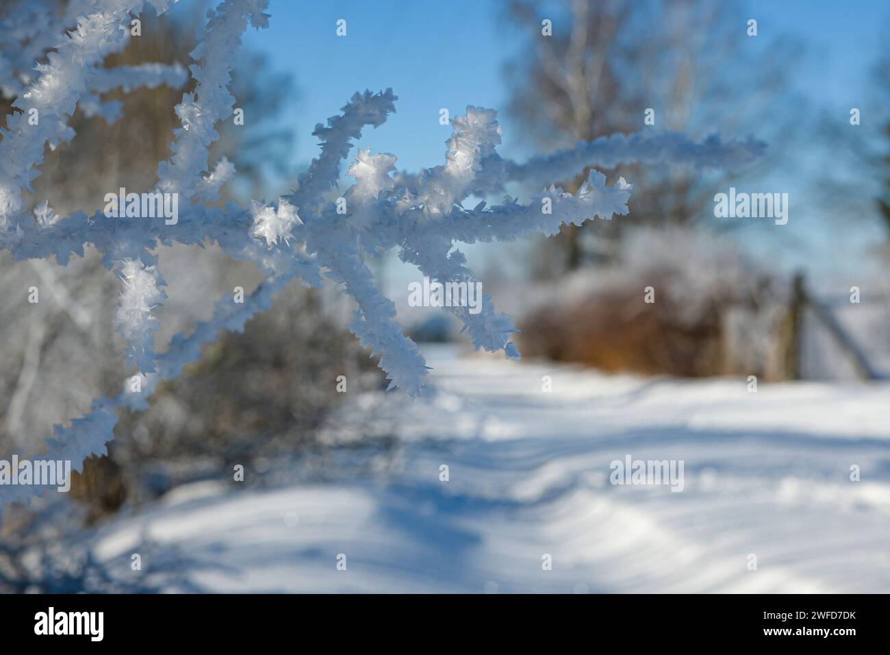 Close up frozen tree sunlight hi-res stock photography and images - Alamy