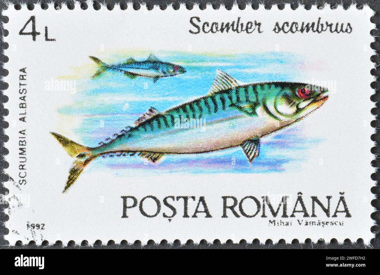 Cancelled postage stamp printed by Romania, that shows Atlantic Mackerel (Scomber scombrus), circa 1992. Stock Photo
