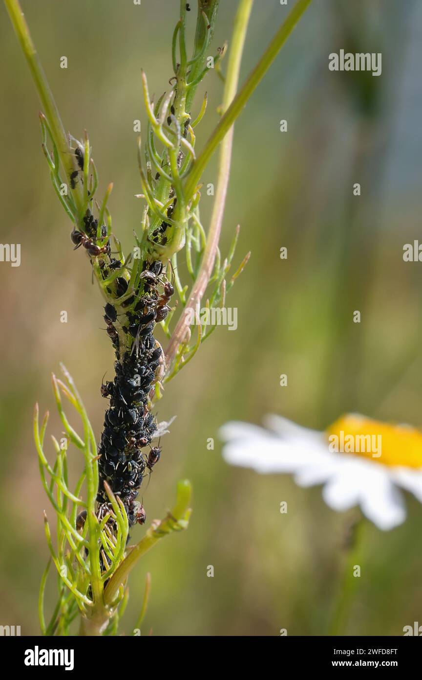 Close-up of aphids on field chamomile. Aphid infestation of field plants and flowers. Pests of agriculture. Stock Photo