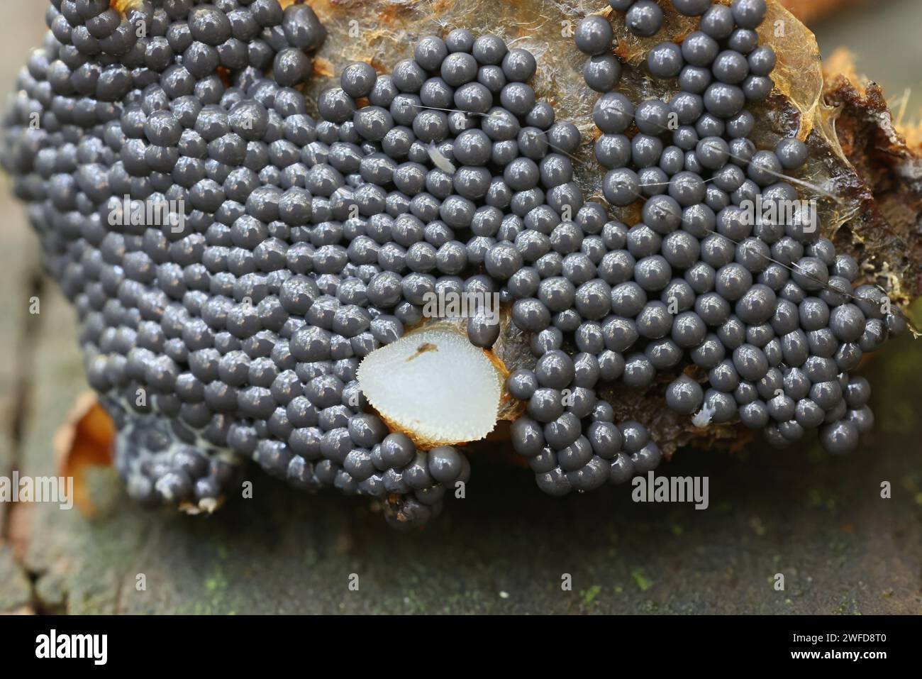 Cribraria rubiginosa, slime mold from Finland, no common English name Stock Photo