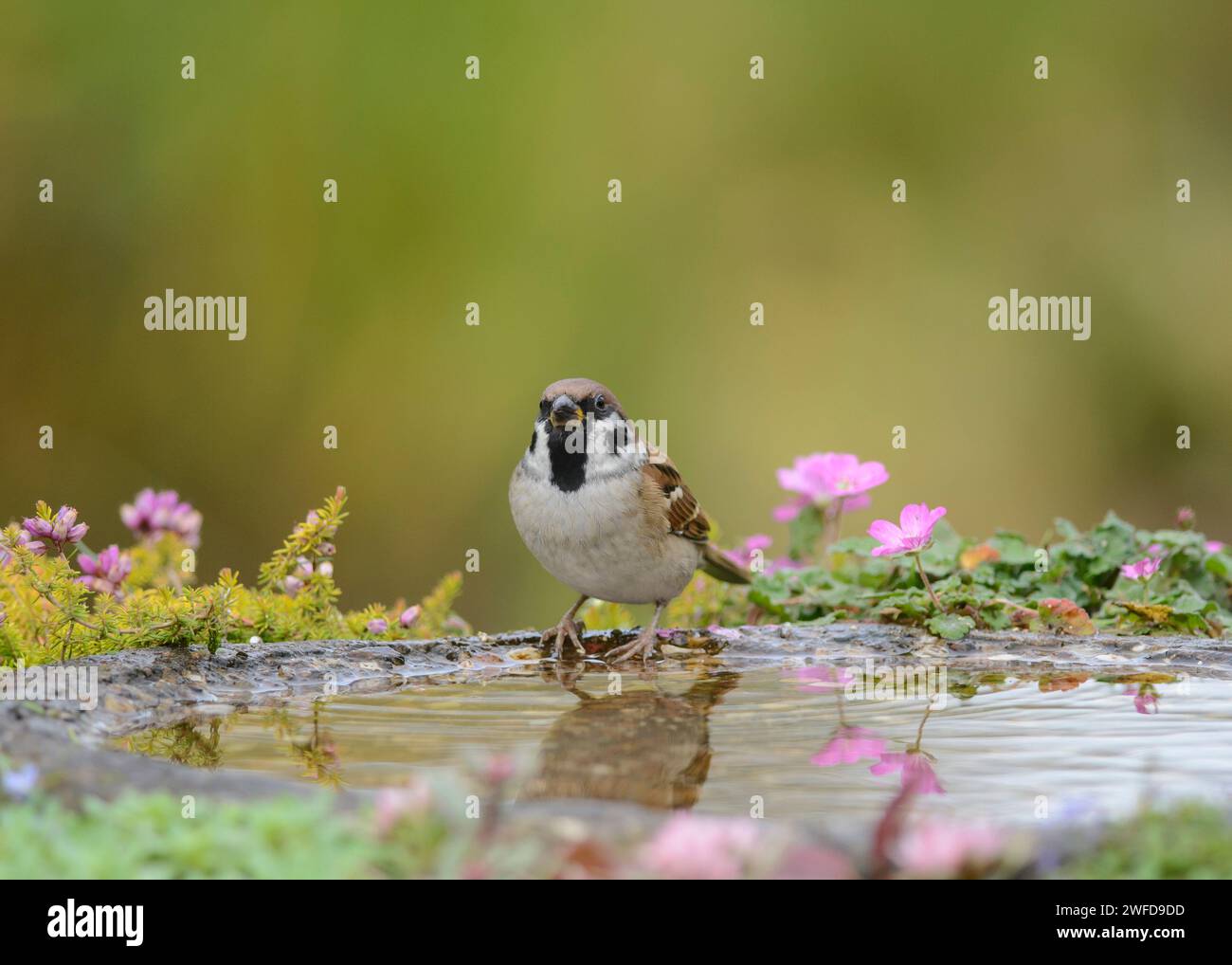 Eurasian tree sparrow Passer montanus, perched on bird bath in garden, September. Stock Photo