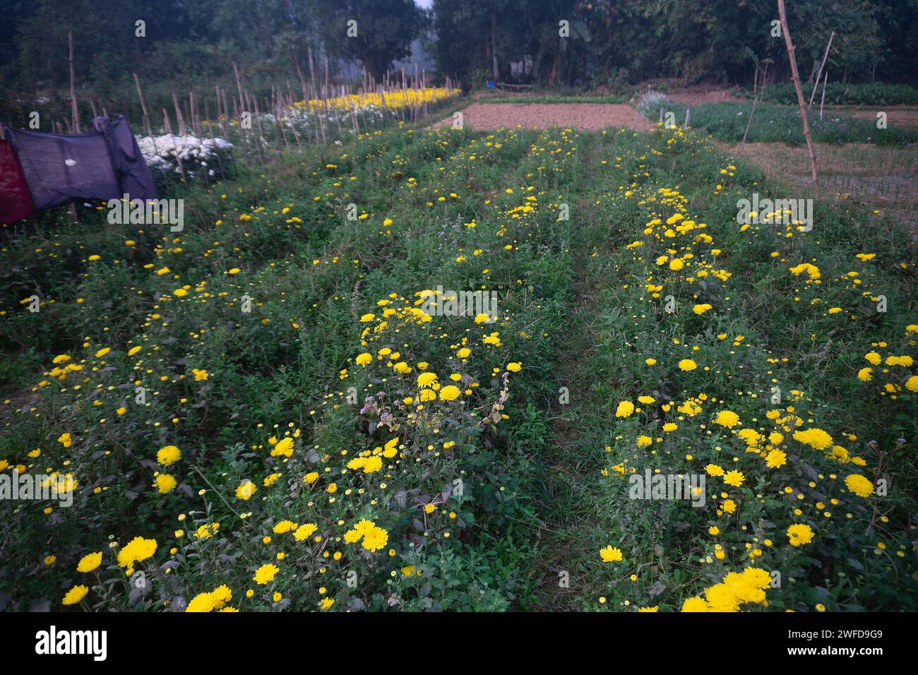 Vast field of budding yellow Chrysanthemums, Chandramalika, Chandramallika, mums , chrysanths, genus Chrysanthemum, family Asteraceae.Winter morning a Stock Photo