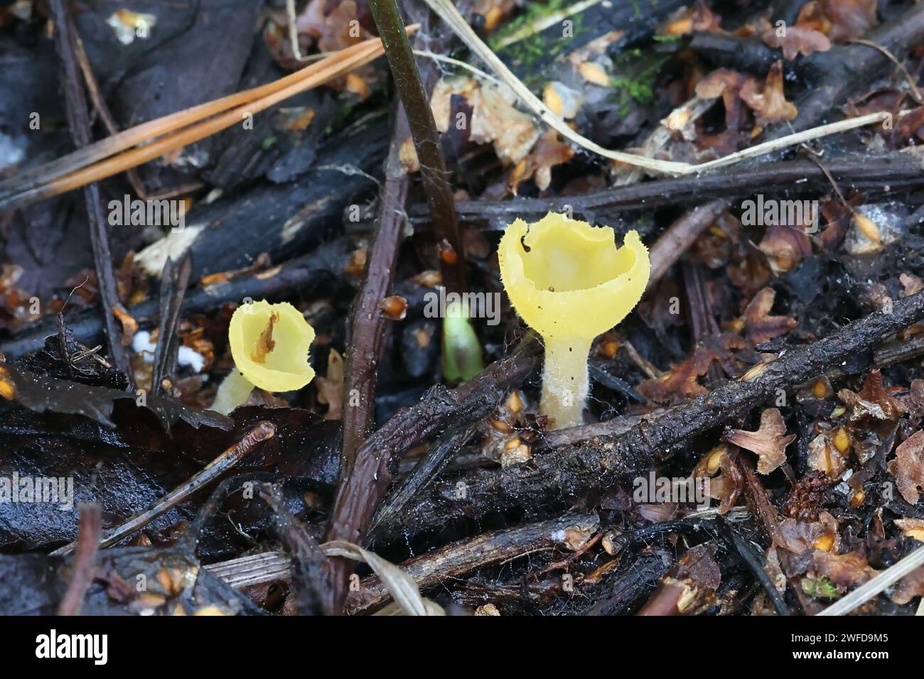 Sowerbyella radiculata, yellow cup fungus from Finland, no common English name Stock Photo